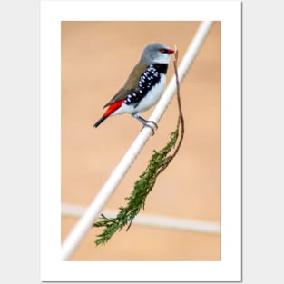 Diamond Firetail Finch Posters and Art